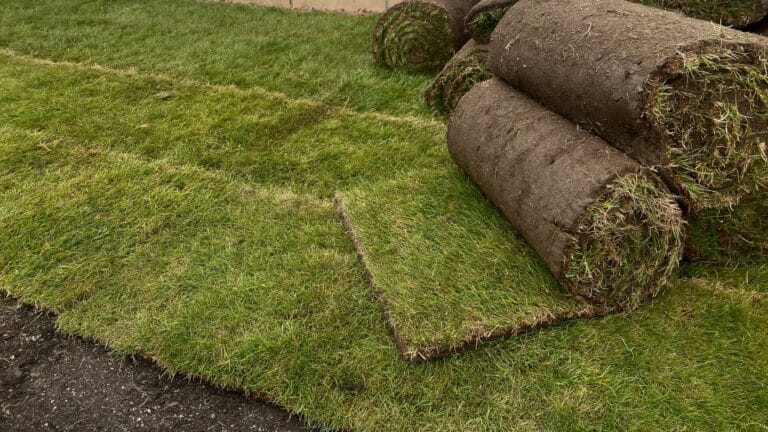 Rolled and unrolled grass sod being installed with focus on landscaping efficiency.